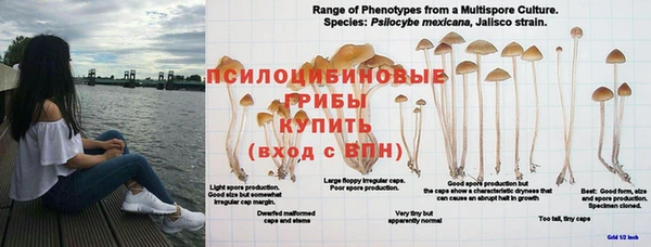 PSILOCYBIN Майский